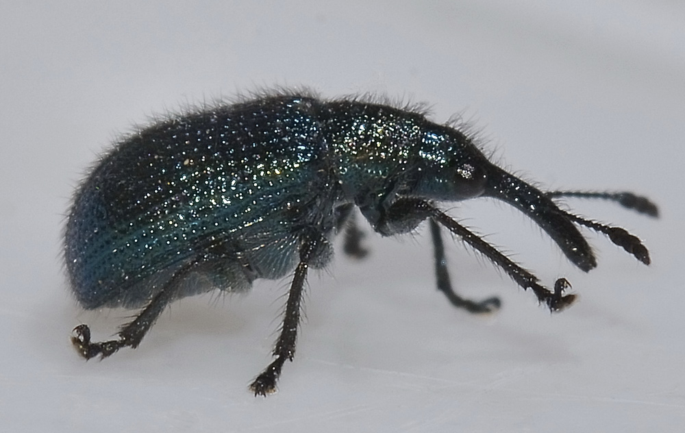 Involvulus o Neocoenorrhinus (Rhynchitidae)
